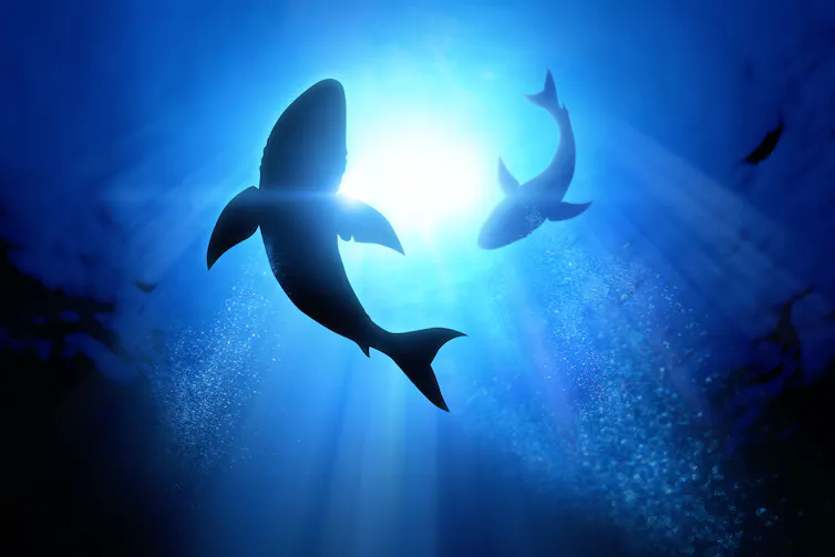 Silhouette of a shark in the water