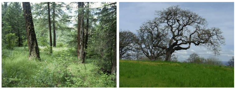 Two images: a thinned forest and a tree in grasslands.