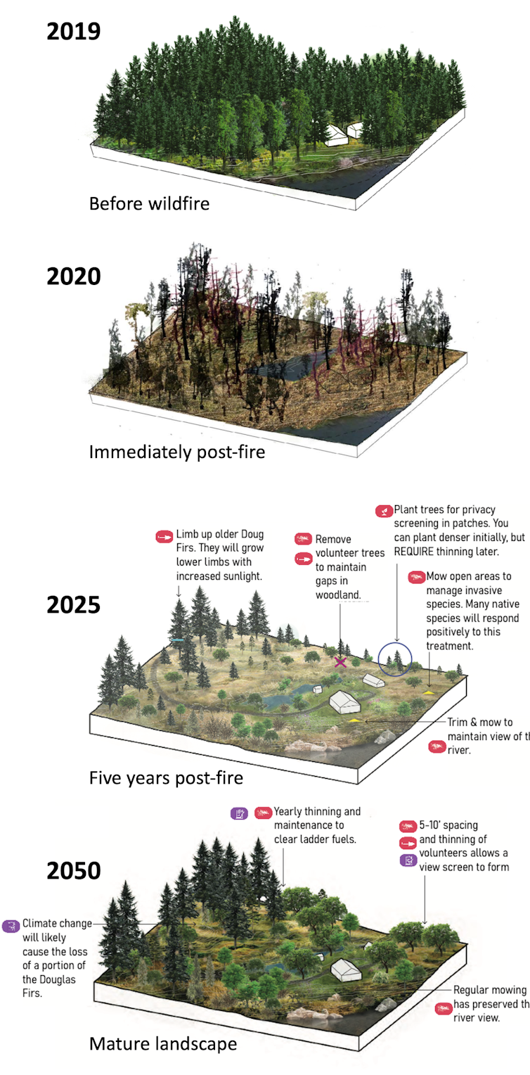 Four illustrations of a landscape after fire in 2020, 2025 and 2050