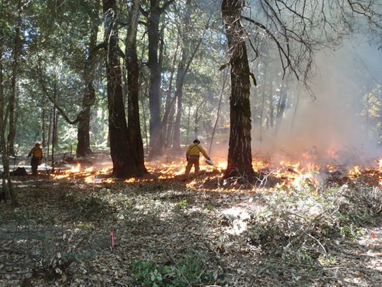 A person ignites a circle of fire around a tree in a forest.
