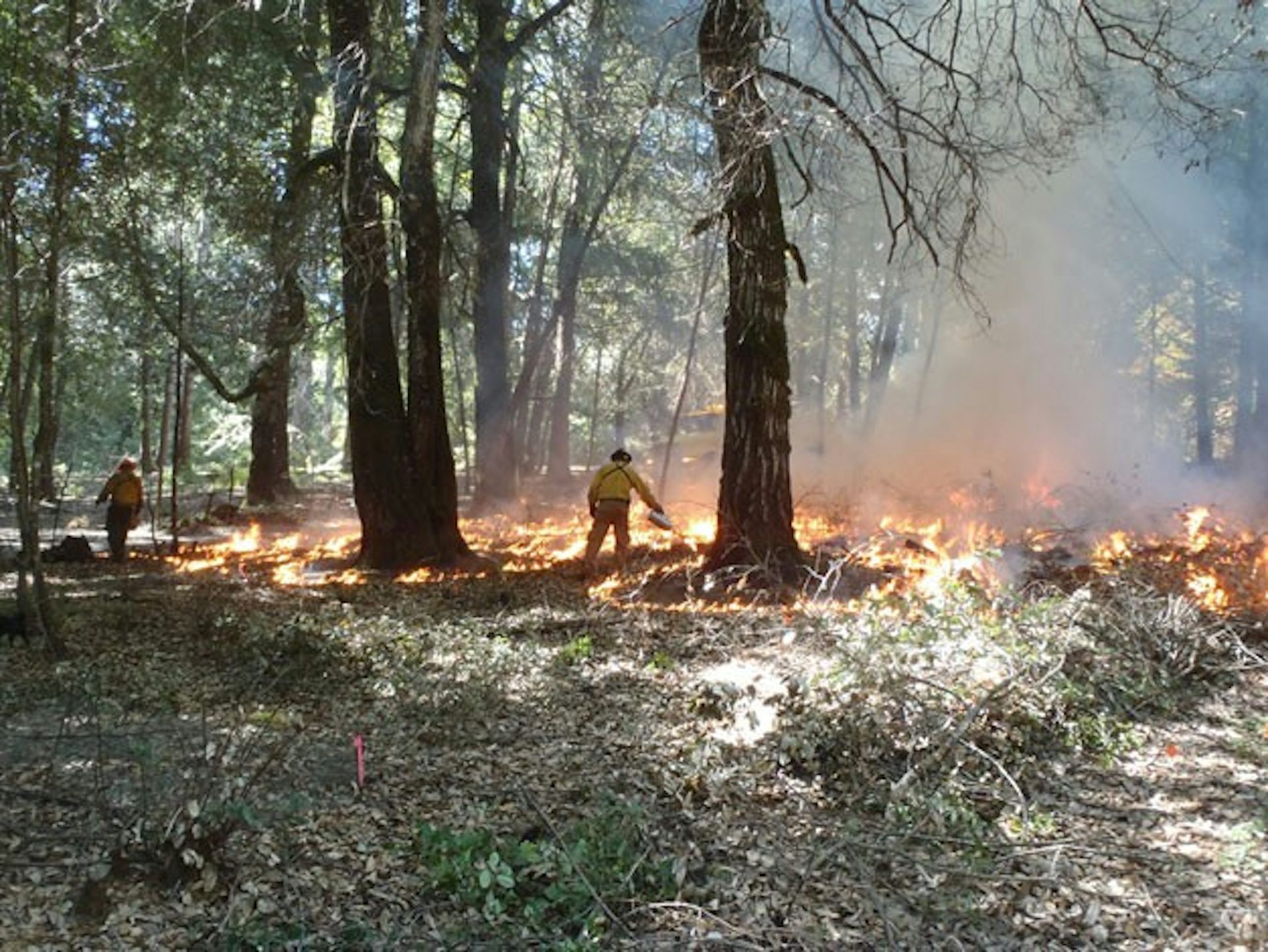 Native American use of fire for land management Native American use of fire for land management