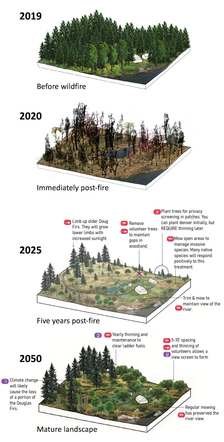 Four illustrations of a landscape after fire in 2020, 2025 and 2050