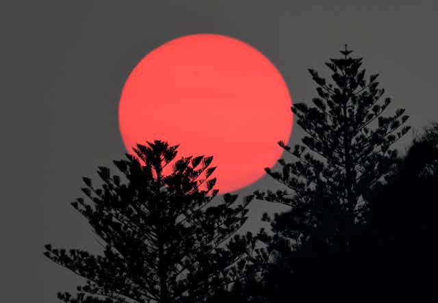pink sun sets behind trees