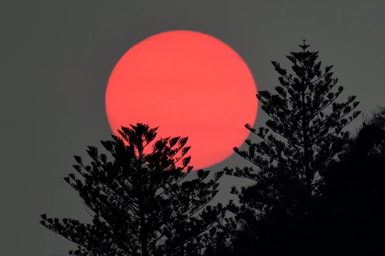 pink sun sets behind trees