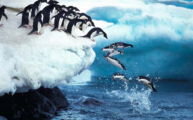Adelie penguins jumping off a cliff in Antarctica