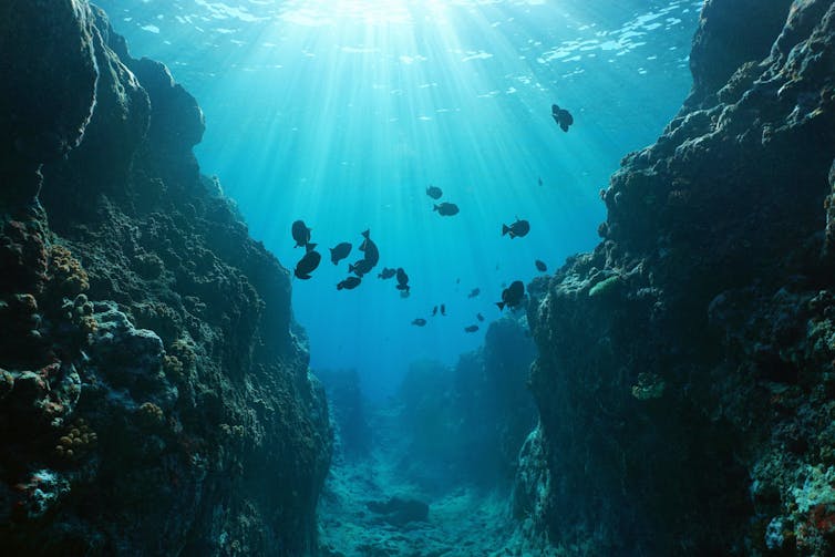 Underwater canyon in the Pacific ocean.