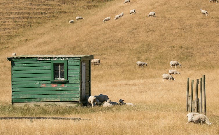 Sheep paddock during drought