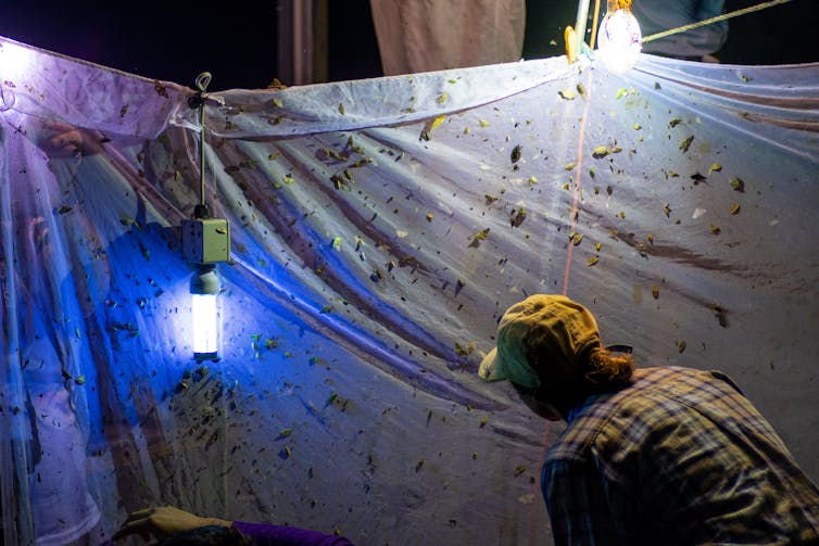 Entomologist looks at netting with lights to attract insects in the dark