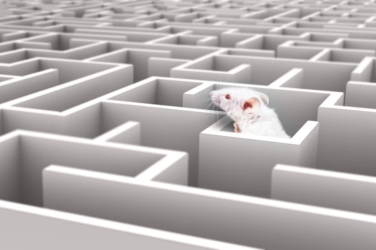 A mouse in a maze.