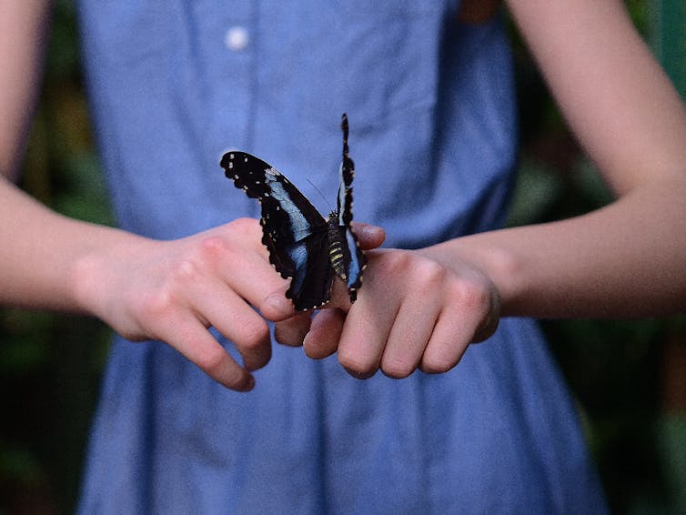 Butterfly on a girl's hand.