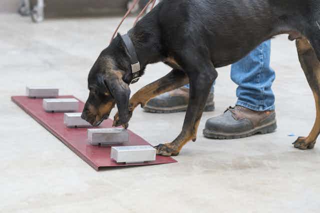 A dog sniffs boxes with different samples inside.