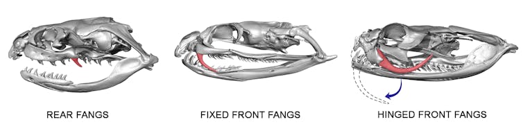 Diagram of different fang types