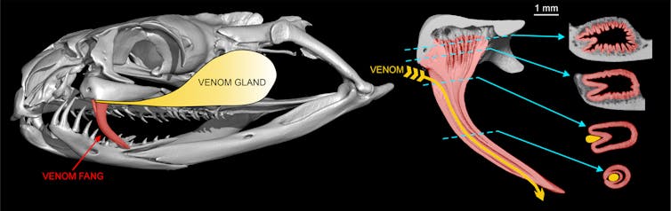 Diagram of taipan skull showing fangs and venom groove