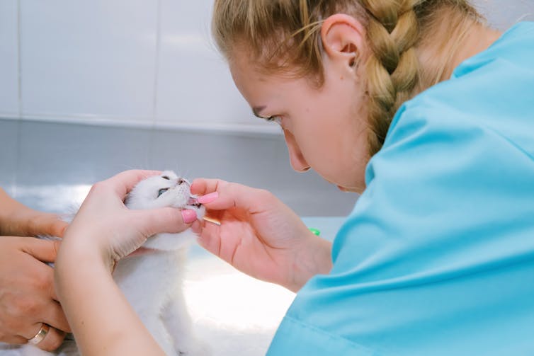 Vet nurse checking a cat.