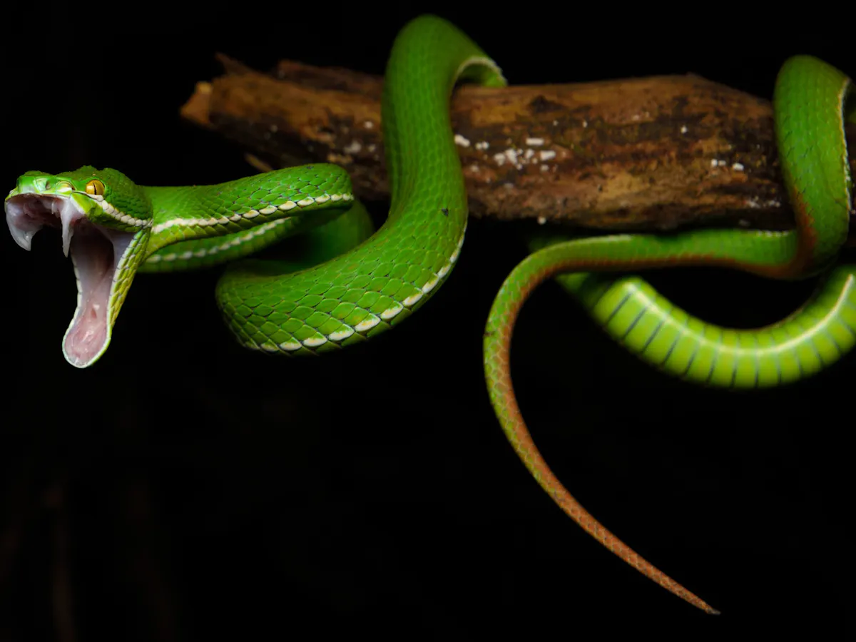 How venomous snakes got their fangs How venomous snakes got their fangs