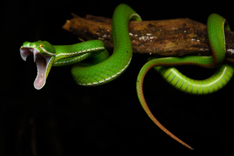 Venomous snake showing its fangs