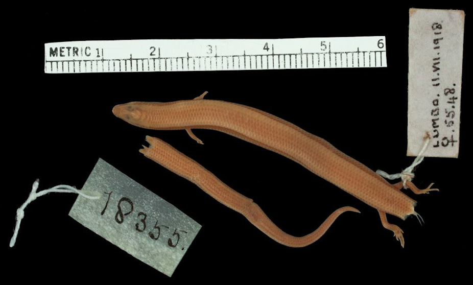 A brownish-pink lizard with short forearms is pictured against a black background. Its tail lies beside it. There is a tag attached to the animal, denoting that it is a museum sample.