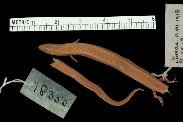 A brownish-pink lizard with short forearms is pictured against a black background. Its tail lies beside it. There is a tag attached to the animal, denoting that it is a museum sample.