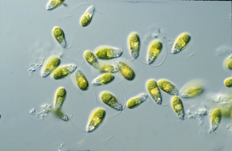 Yellow-green microorganisms