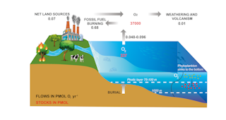 Legenda figura. Bilancio dell'ossigeno per il periodo 1960-2014 (ridisegnato da Grégoire et al., 2019)