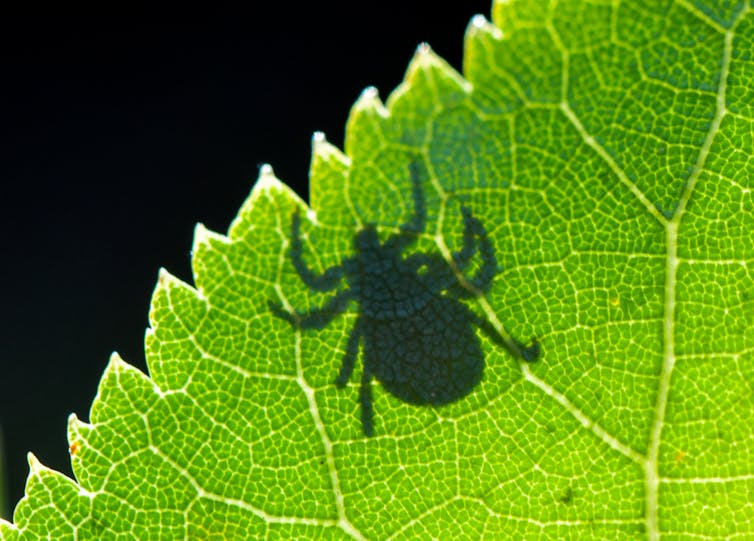 Shadow of a tick on a green leaf