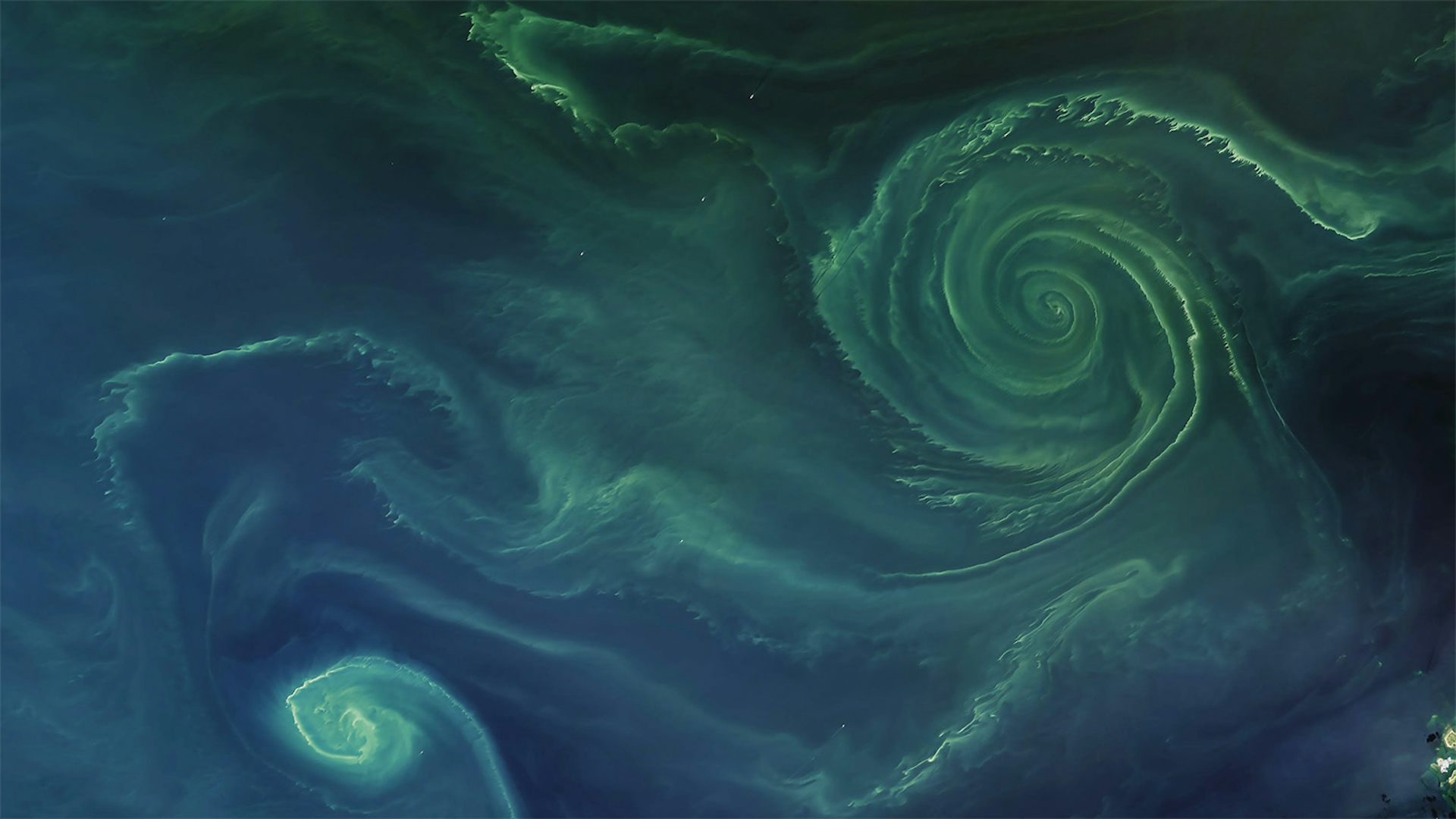 fytoplankton og blågrønne alger blomstrer i Finland 