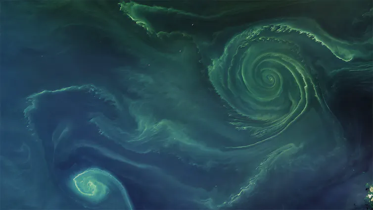 Phytoplankton and blue-green algae blooms in Finland