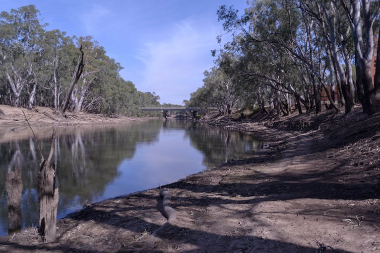 The Murrumbidgee River's wet season height has dropped by 30% since the 1990s — and the outlook is bleak