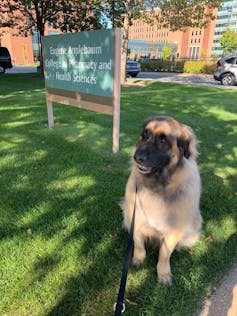 A dog sits next to a sign on a yard.