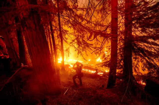 A firefighter watches bright flames in a forest of bines