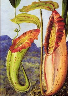 pitcher plant drawing