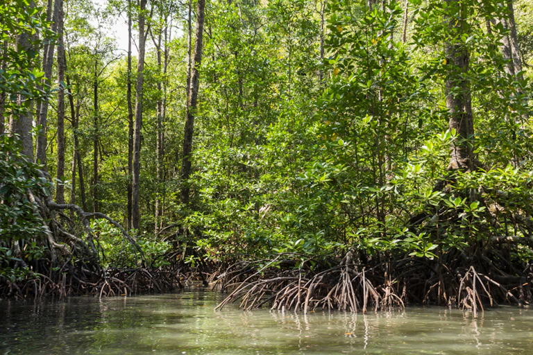 Mangrove in the Philippines with roots in water