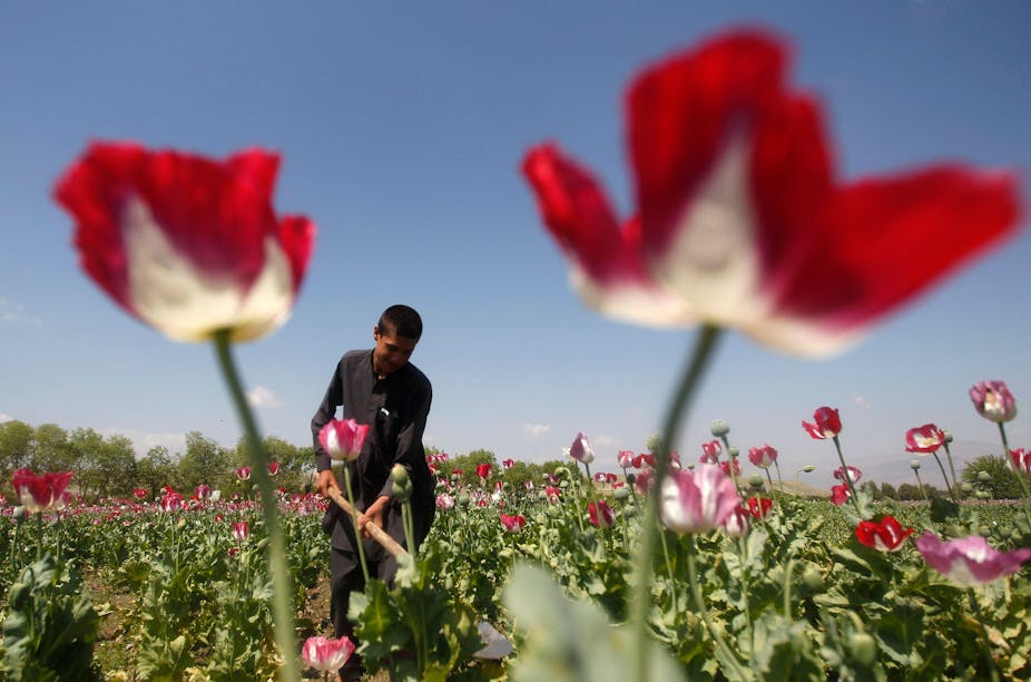 A young Afghan cultivating opium poppies