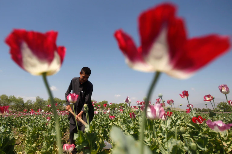 A young Afghan cultivating opium poppies