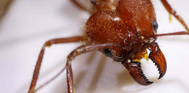 A photos of a reddish ant head showing its large mandibles.