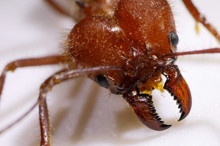 A photos of a reddish ant head showing its large mandibles.
