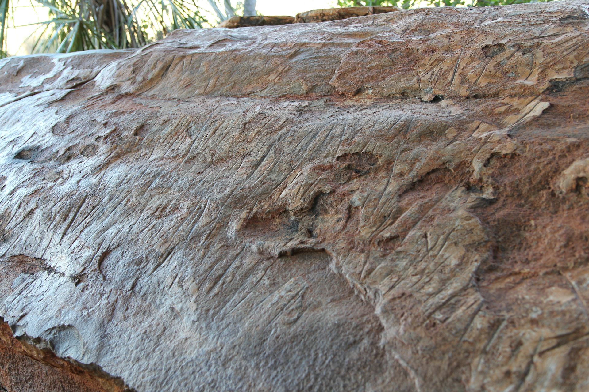 how the natural 'glazes' on the walls of Kimberley rock shelters help reveal the world the artists lived in