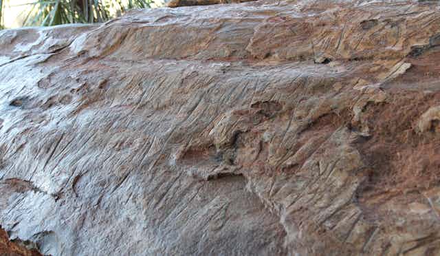Engravings on a naturally dark-glazed rock surface in the Kimberley