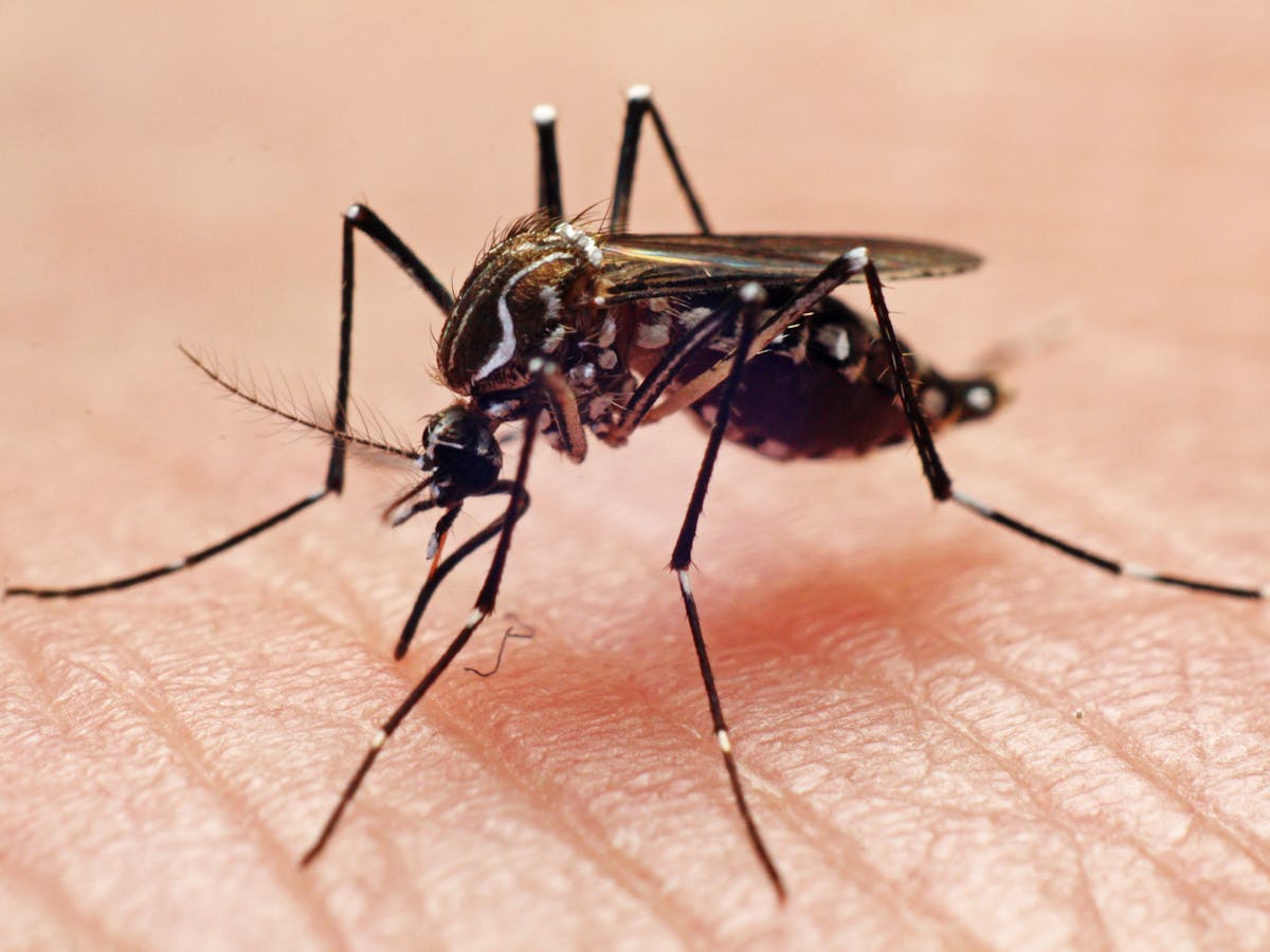 Three things you should know about mosquitoes