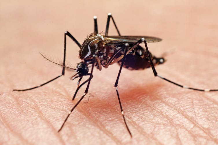 Three things you should know about mosquitoes - NICD
