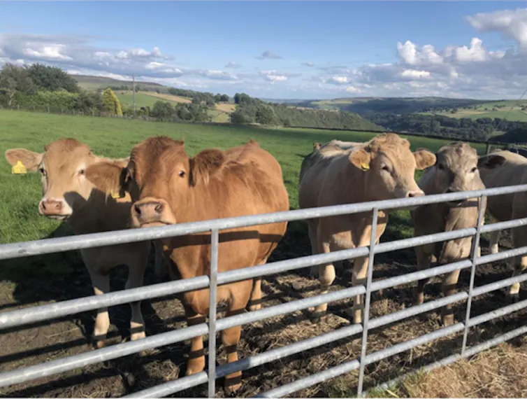 Some cattle behind a gate