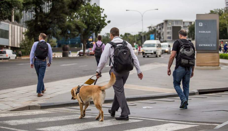 Guide dog and man crossing the street. 