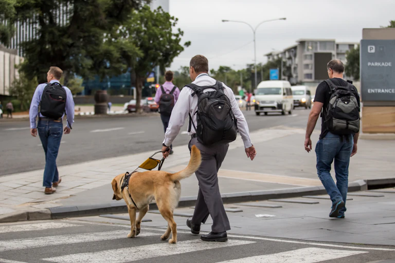 Guide dog and man crossing the street.