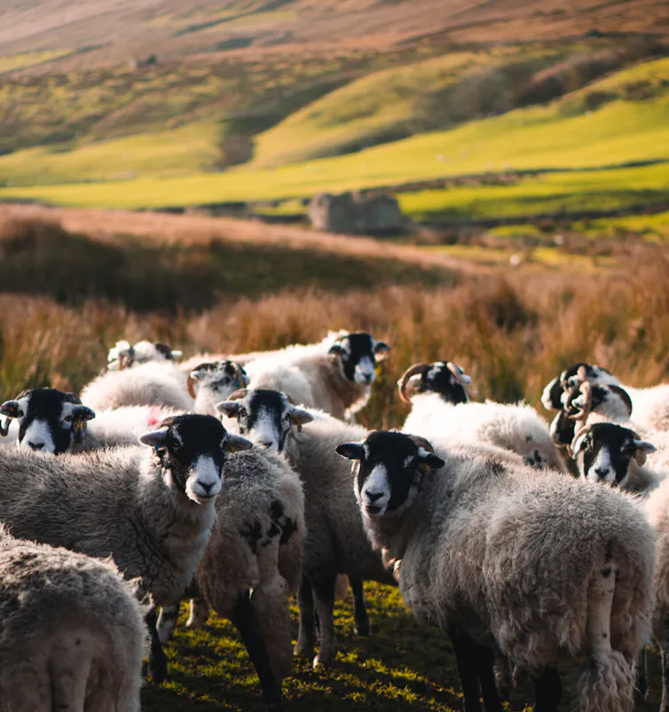 Sheep in a farm
