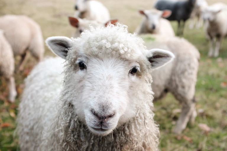 Sheep in a field