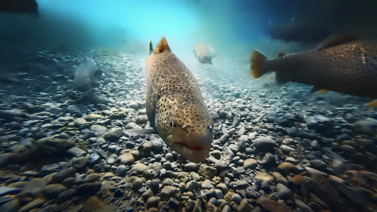 A school of Arctic char underwater in the Oxara river, Thingvellir National Park, Iceland