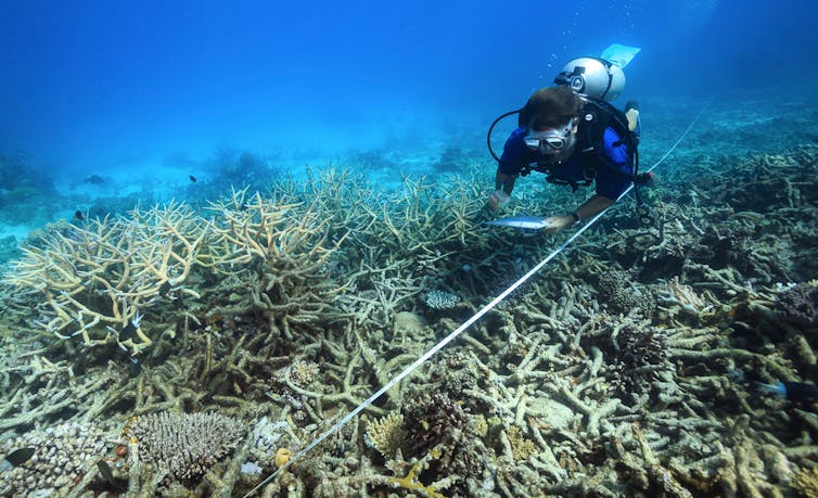 diver swims above bleached coral