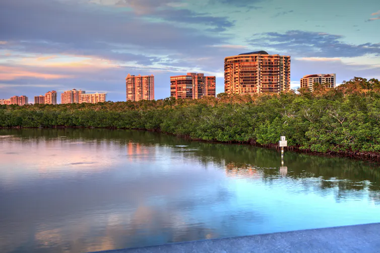 Coastal wetlands can absorb storm energy in ways neither solid land nor open water can.