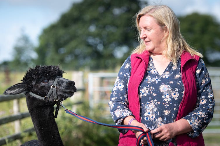 A woman stands with her pet alpaca on a leash.