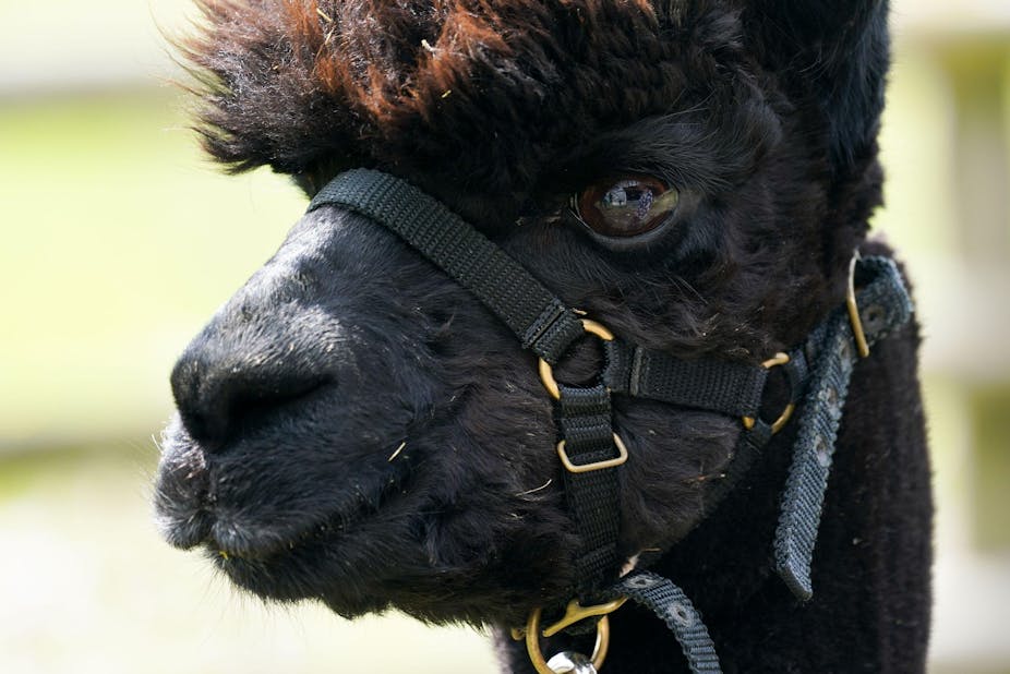 The face of a black alpaca wearing a bridle.